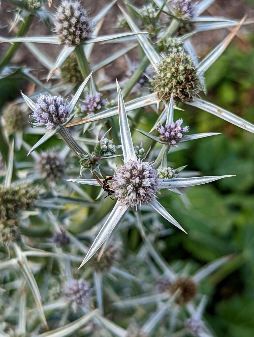 Eryngium variifolium flower