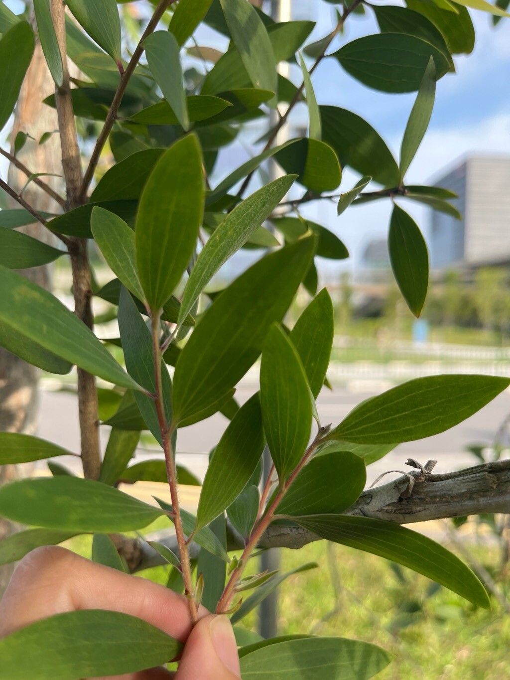 Melaleuca cajuputi leaf