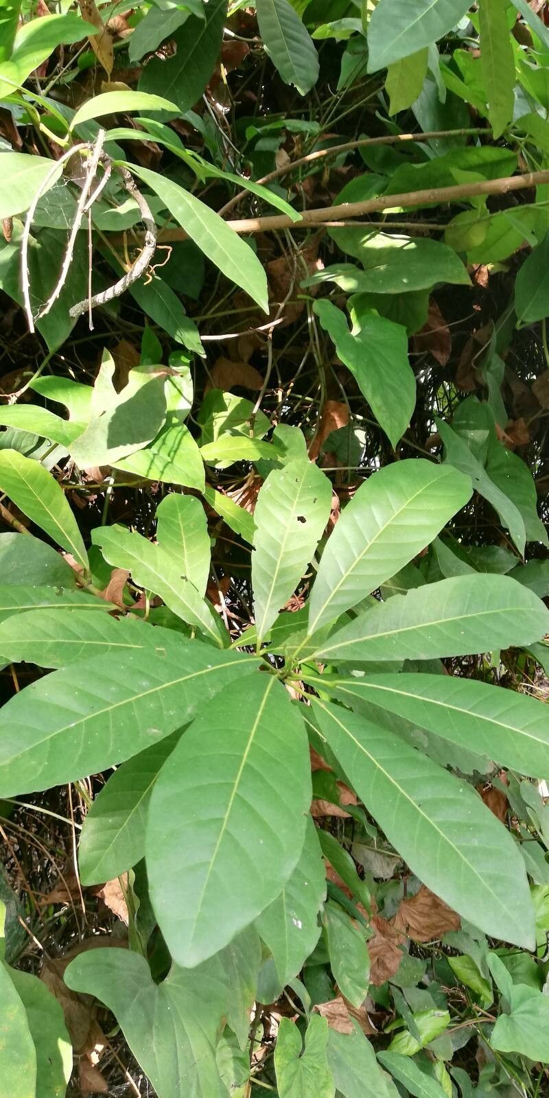 Uapaca heudelotii — houseplant care guide