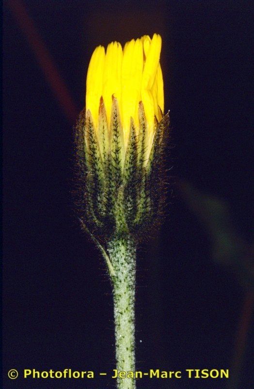 Hieracium bocconei — houseplant care guide