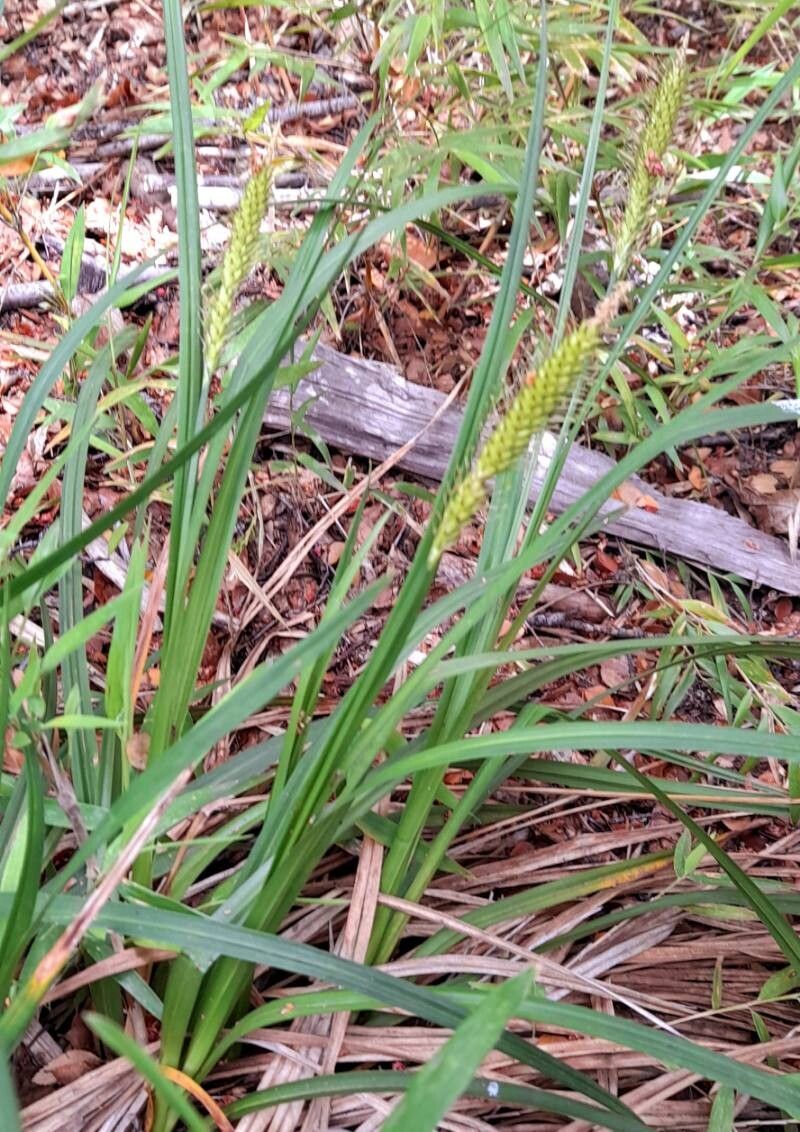 Carex salticola habit