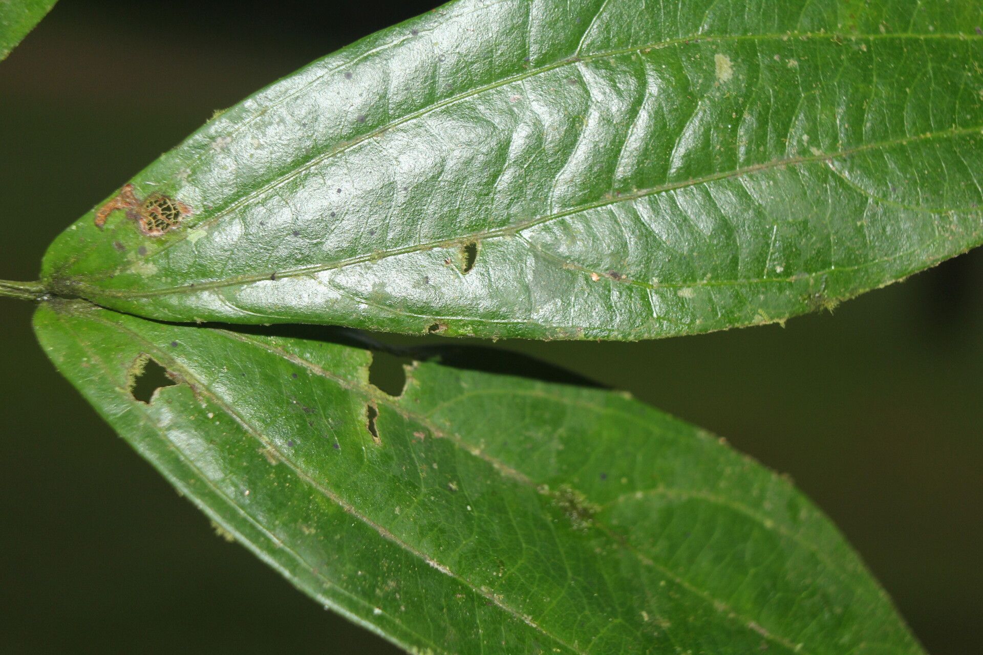 Calliandra rhodocephala leaf