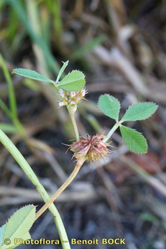 Trifolium cernuum other