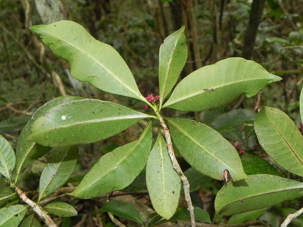 Psychotria semperflorens — houseplant care guide