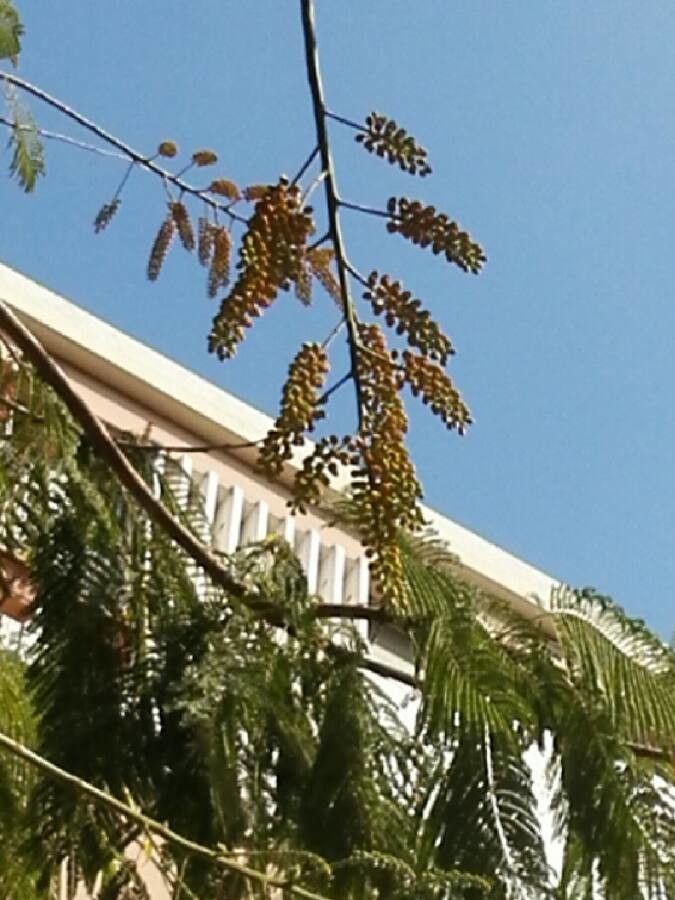 Colvillea racemosa fruit
