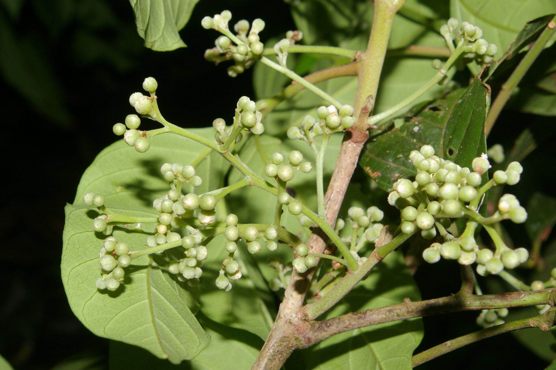 Trichilia adolfi fruit
