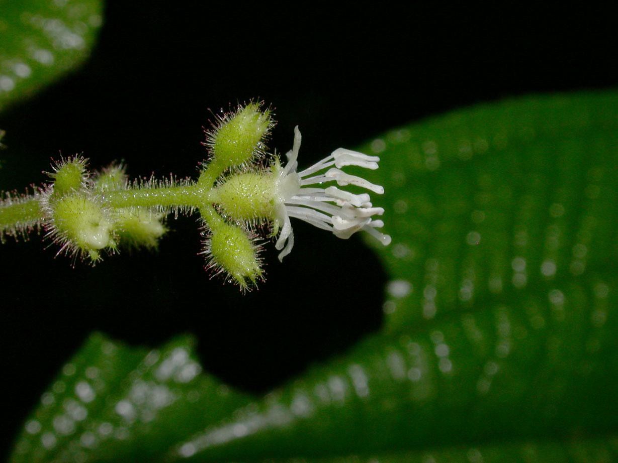 Clidemia japurensis flower