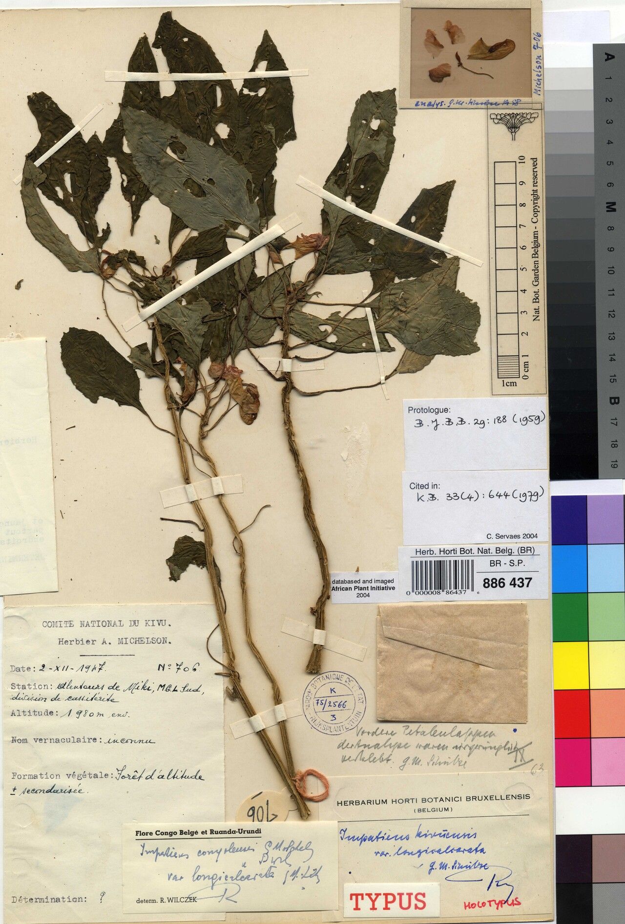 Impatiens grey-wilsonii — houseplant care guide