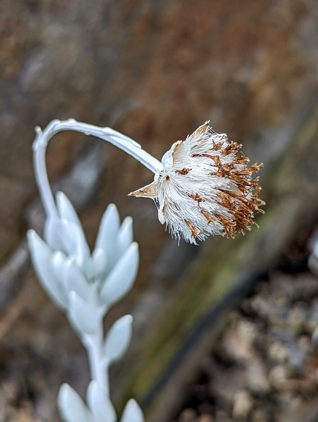 Caputia tomentosa fruit