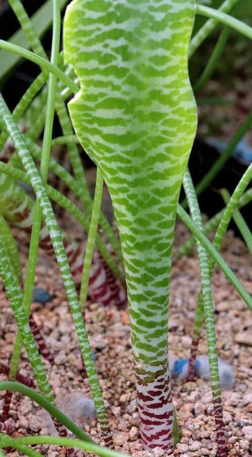 Lachenalia anguinea — related species from the same genus