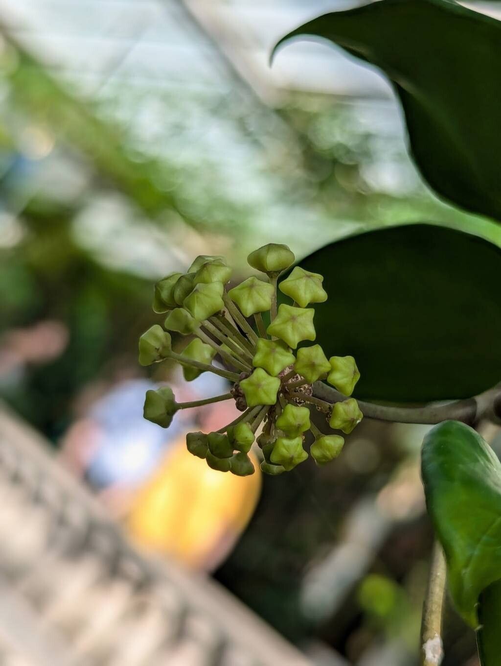 Hoya pentaphlebia flower