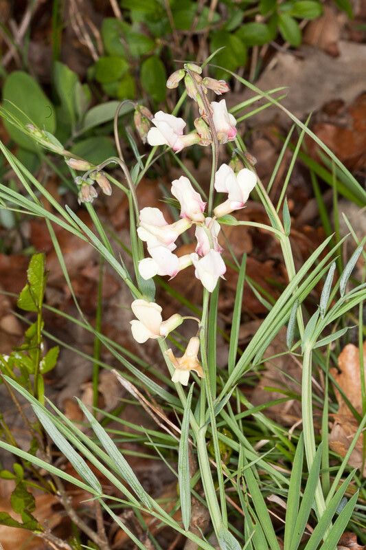 Lathyrus pannonicus — search result for 'Lathyrus'