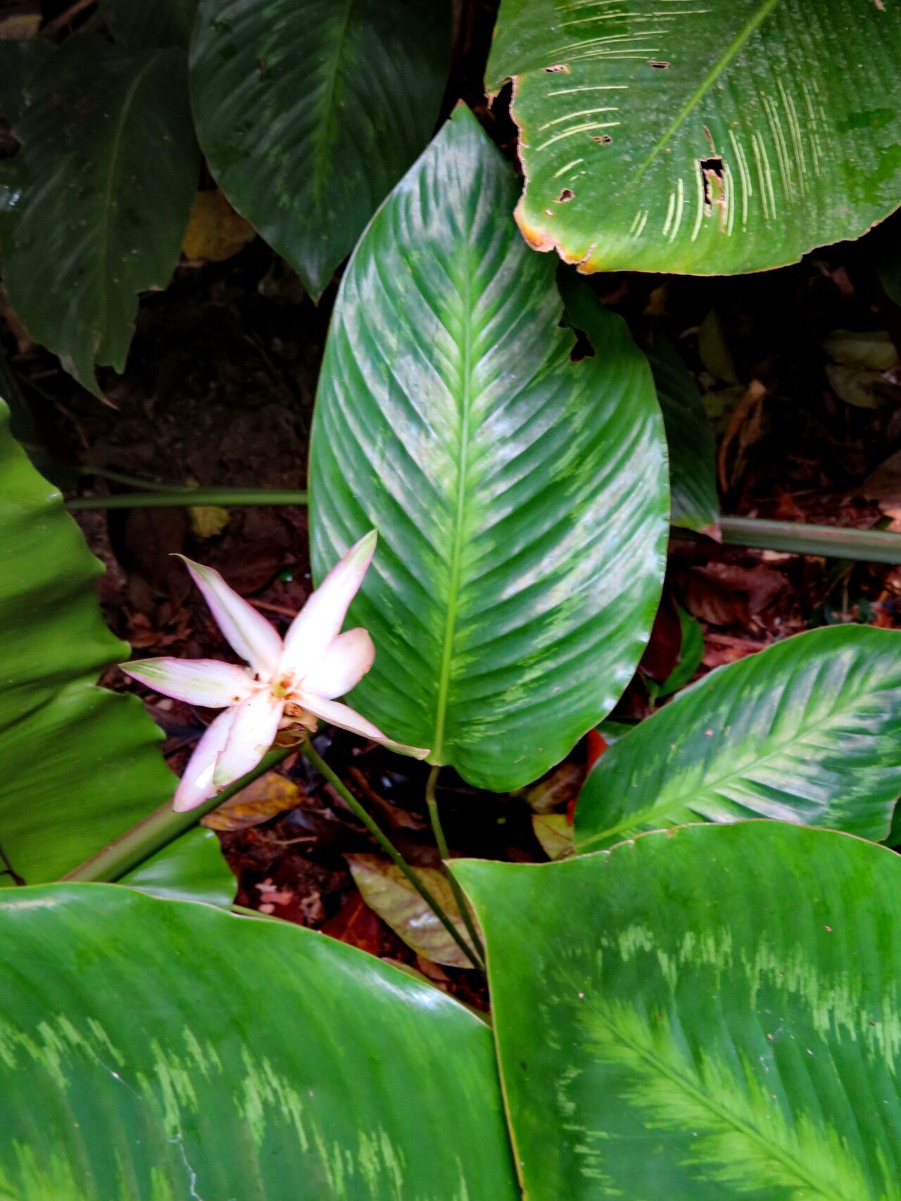 Goeppertia loeseneri habit