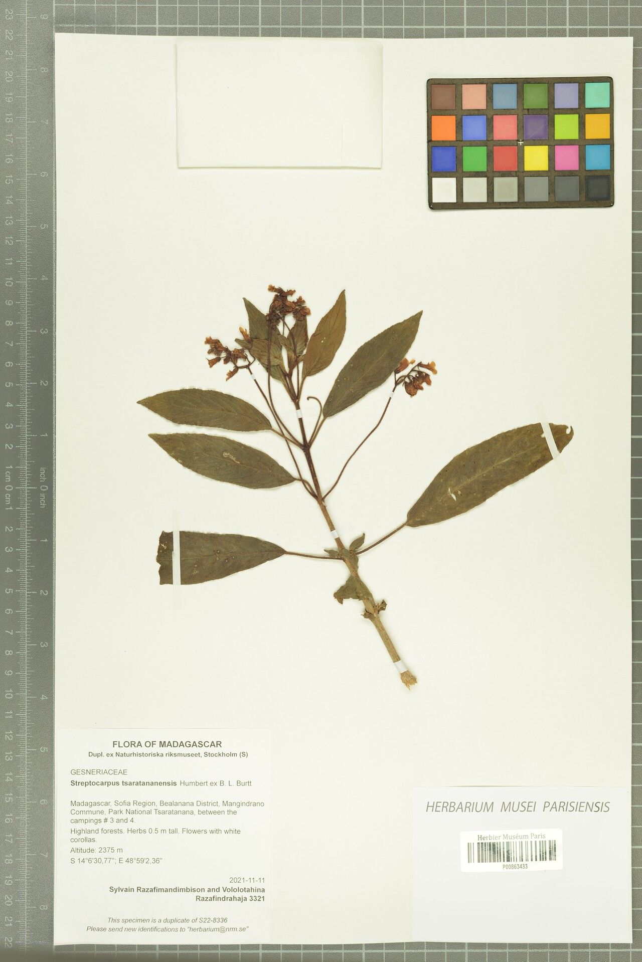 Streptocarpus tsaratananensis — search result for 'Streptocarpus'