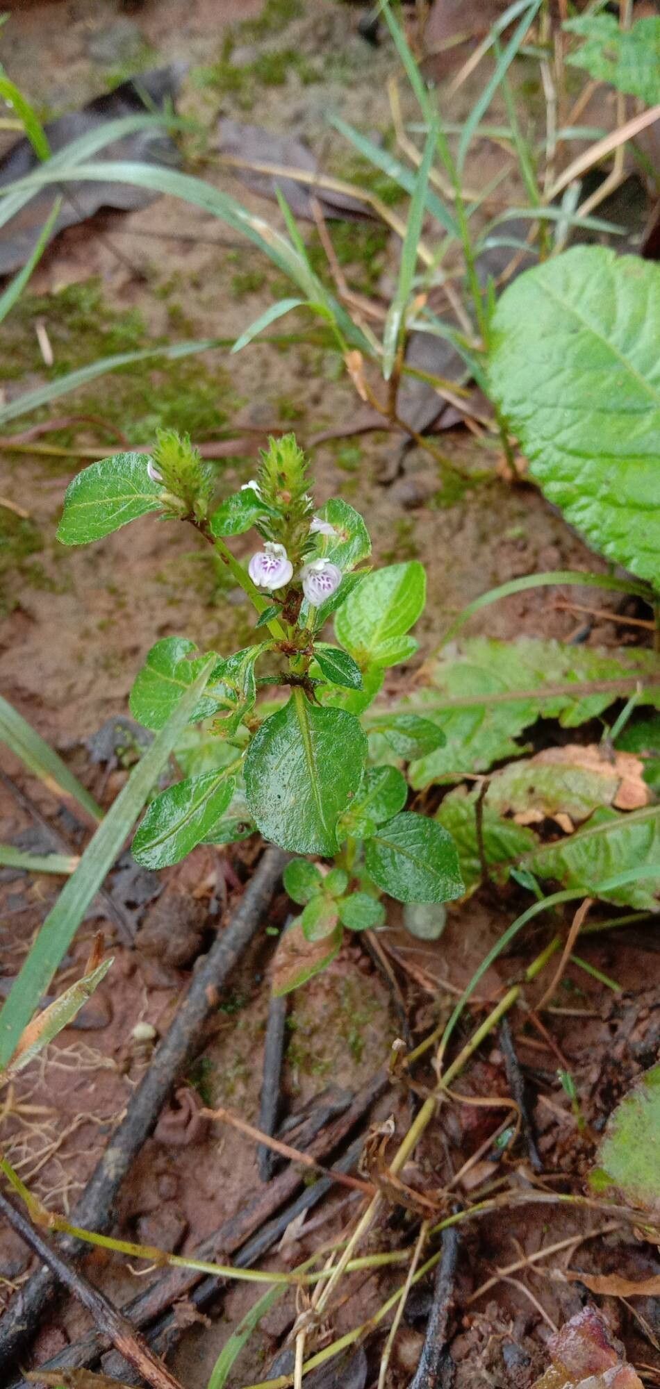 Rostellularia procumbens habit