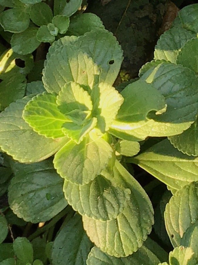 Plectranthus ecklonii — search result for 'Plectranthus'