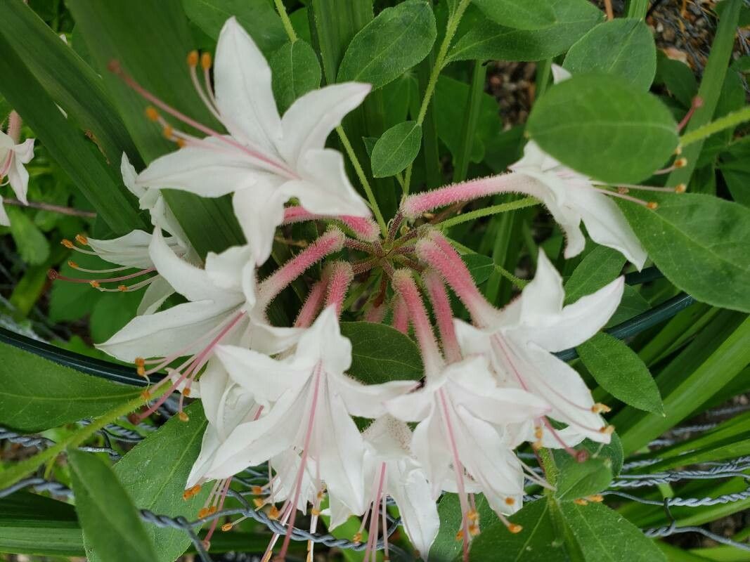 Rhododendron atlanticum flower