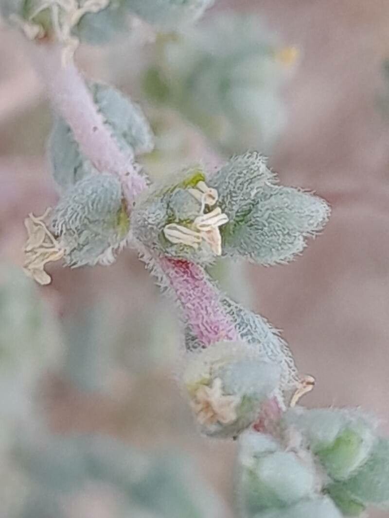 Caroxylon imbricatum flower
