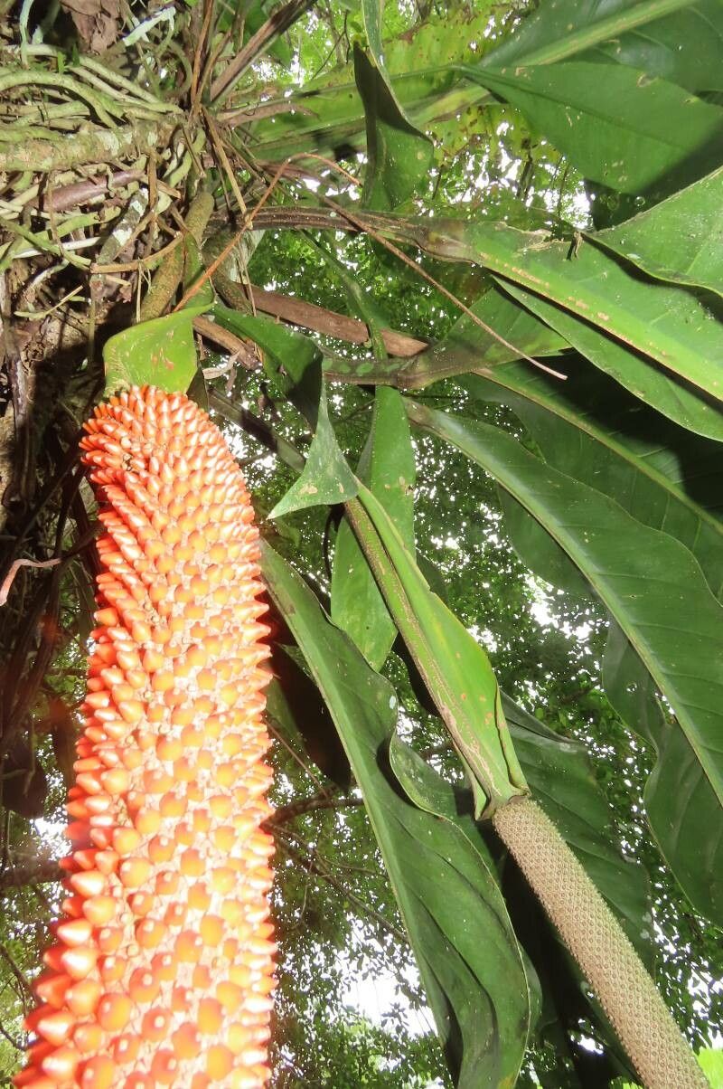 Anthurium upalaense — search result for 'Anthurium'