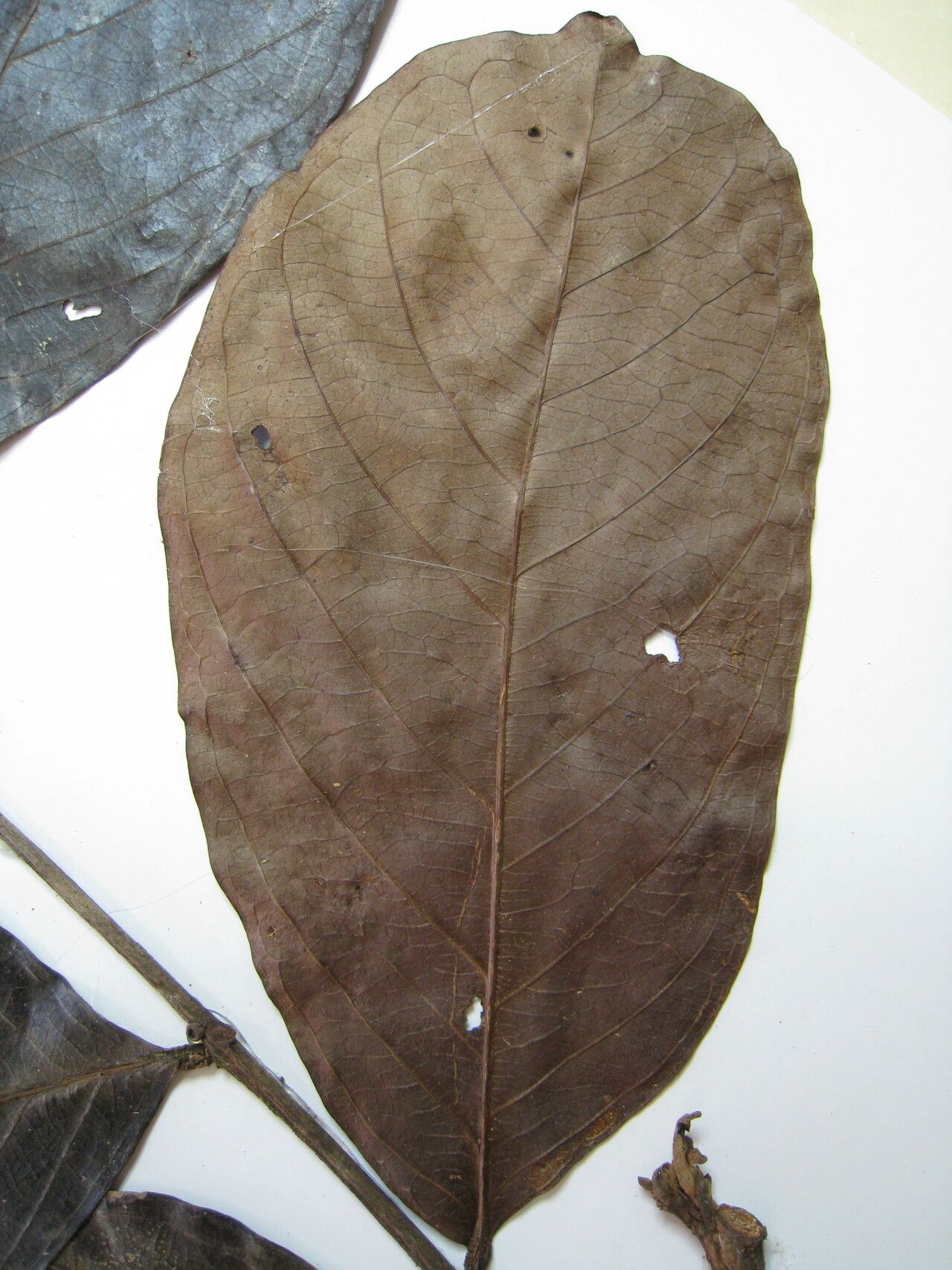 Inga fanchoniana other