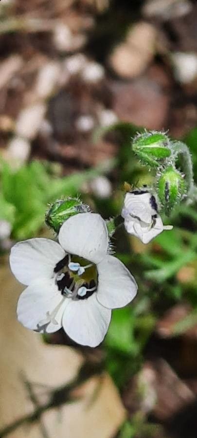 Gilia tricolor flower