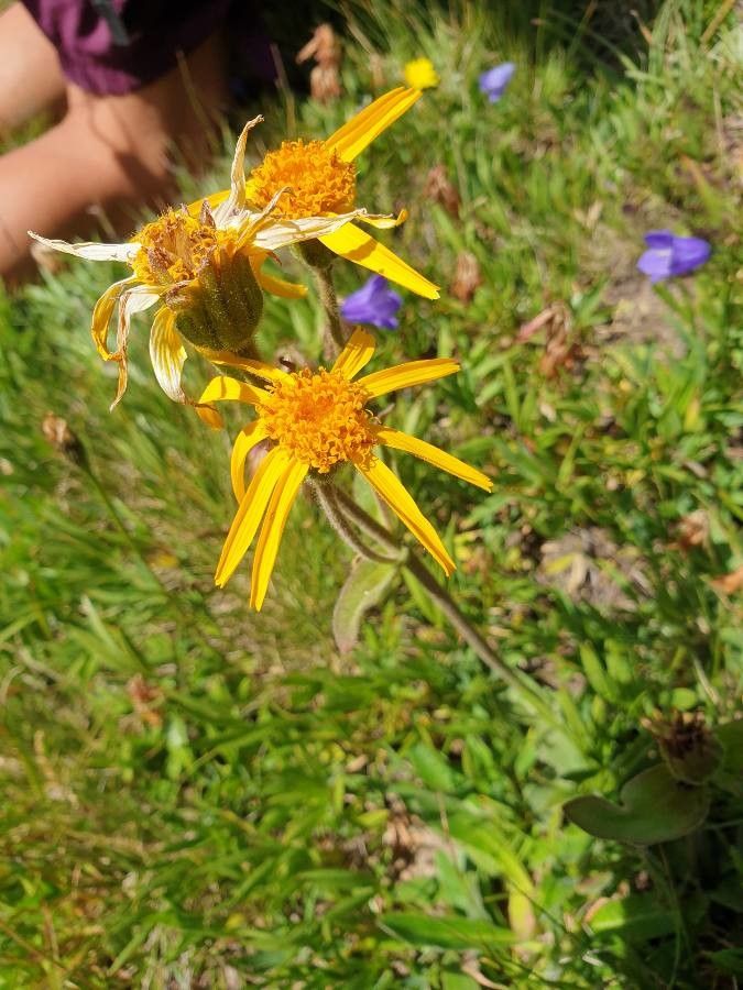 Arnica sororia — search result for 'Arnica'