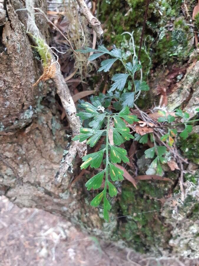Asplenium aethiopicum — search result for 'Asplenium'