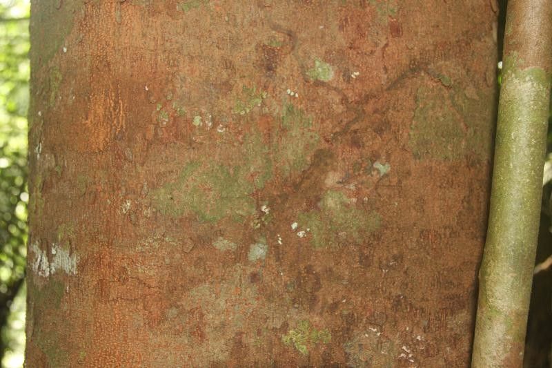 Parahancornia fasciculata bark