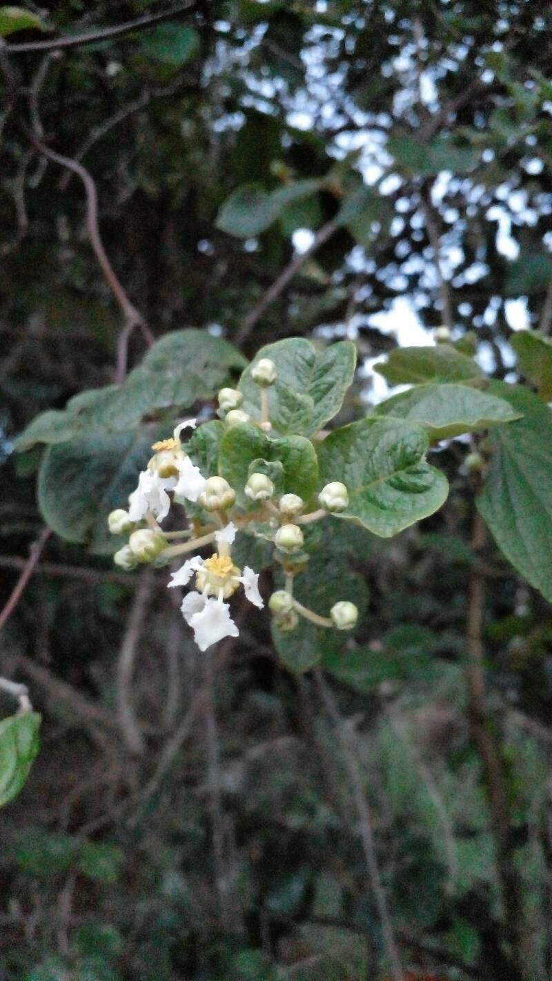 Banisteriopsis argyrophylla flower