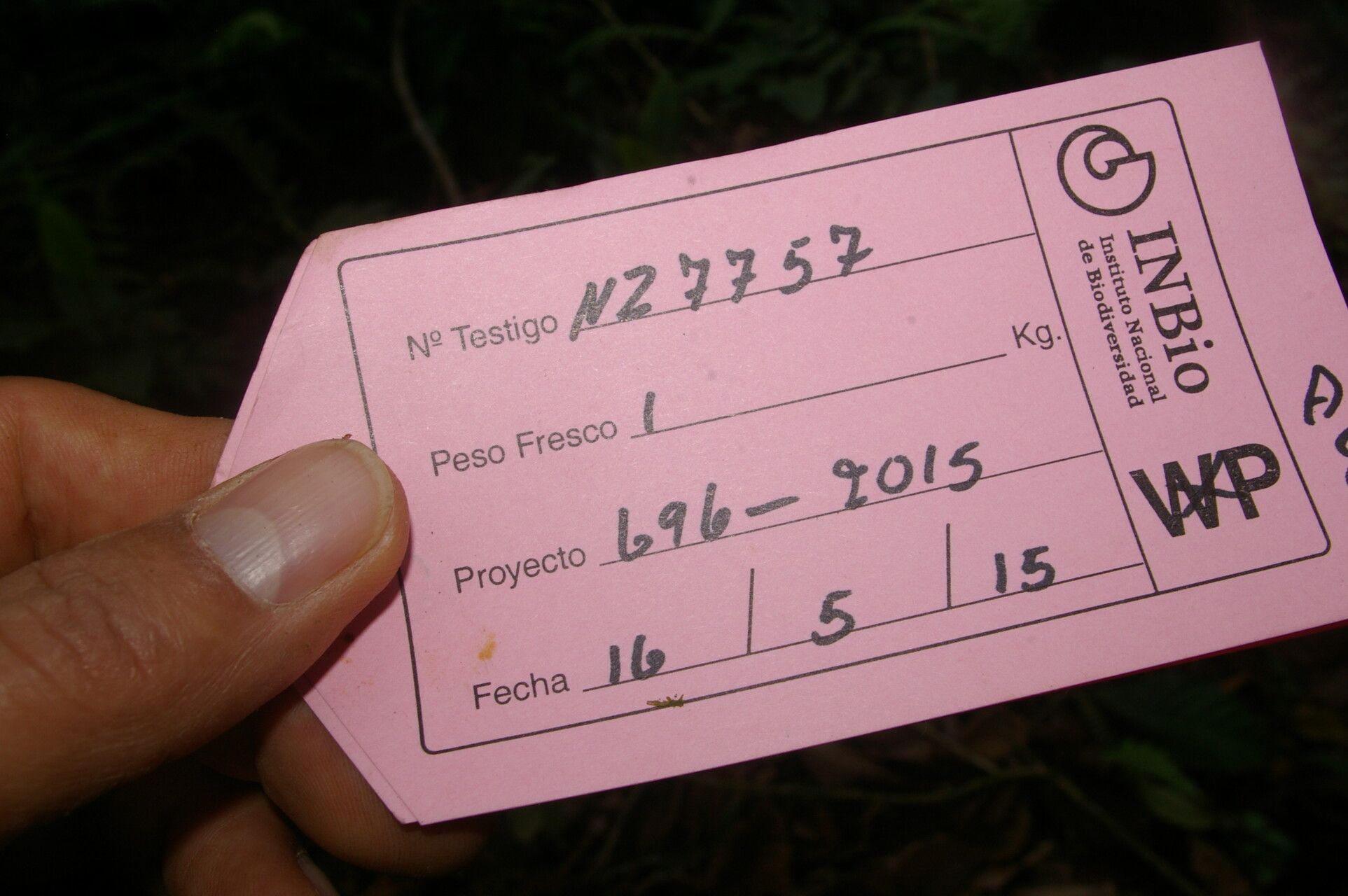 Meliosma depressiva other