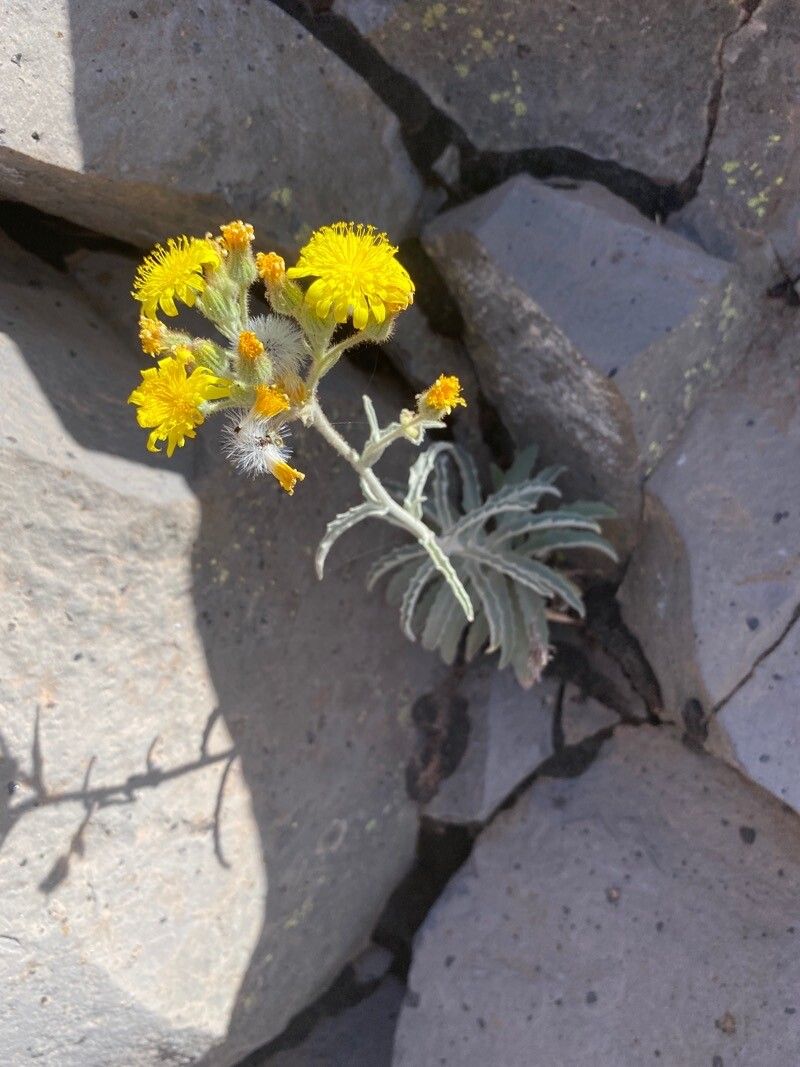 Andryala pinnatifida habit