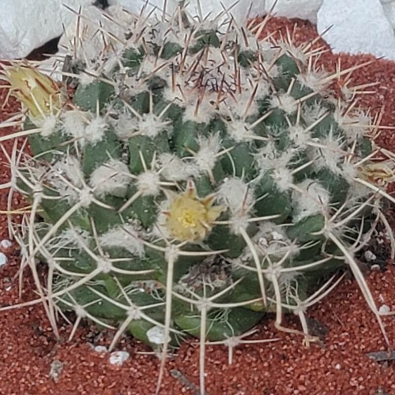 Parodia erinaceus other