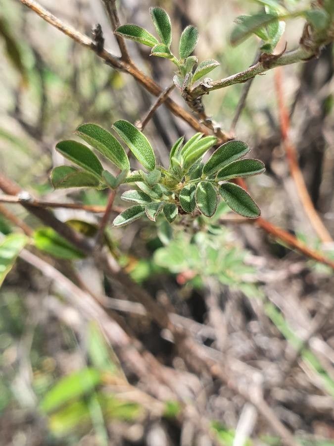 Indigofera vohemarensis — search result for 'Indigofera'