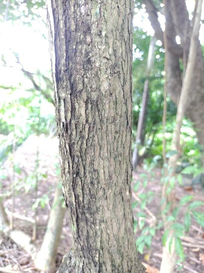 Jacaranda obovata bark