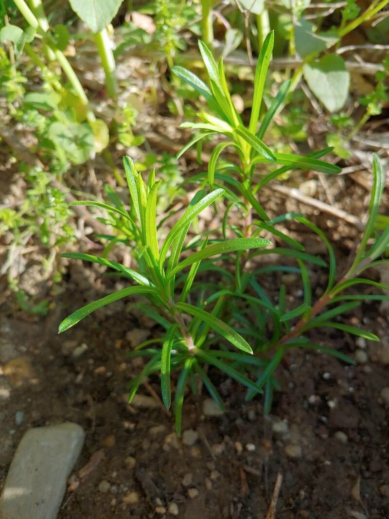 Ionactis linariifolius leaf