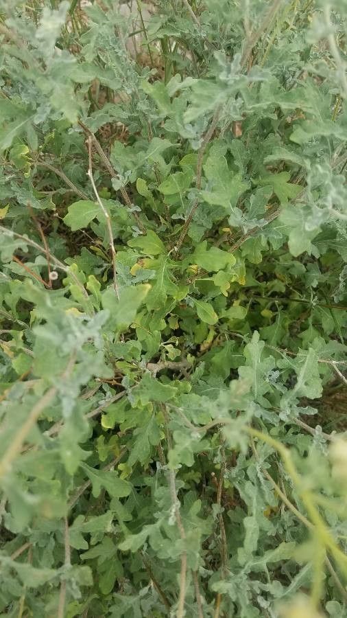 Parthenium incanum — related species from the same genus