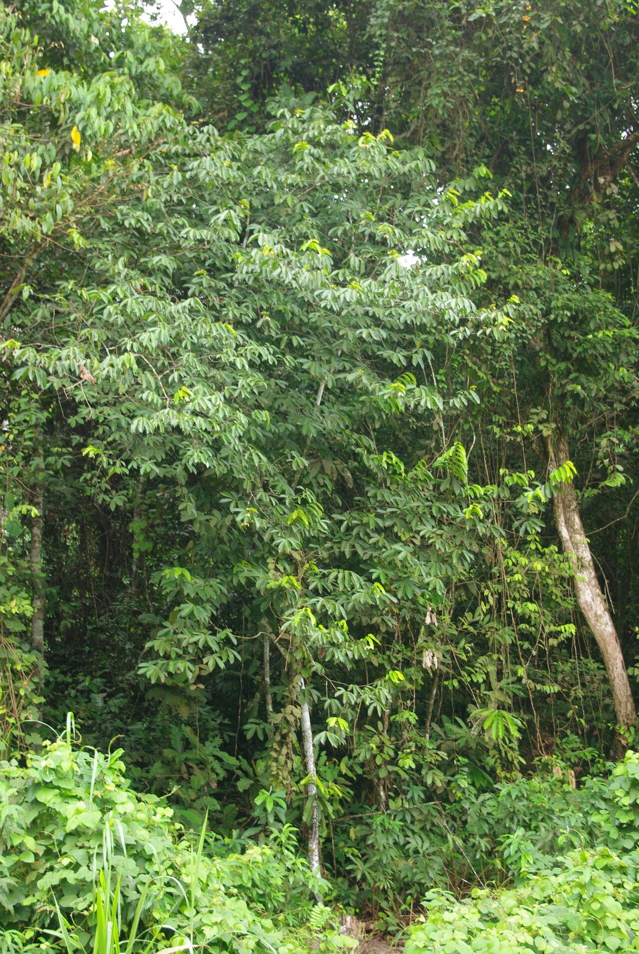 Monodora undulata habit