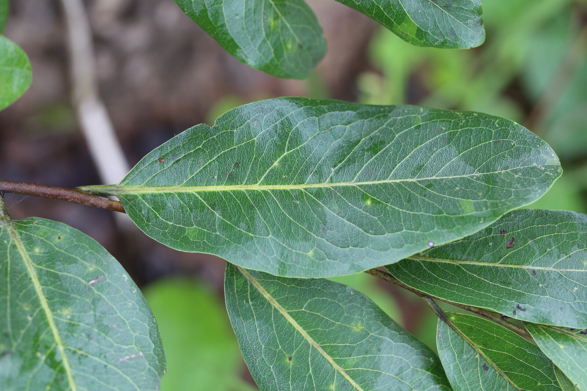 Diospyros kirkii — houseplant care guide
