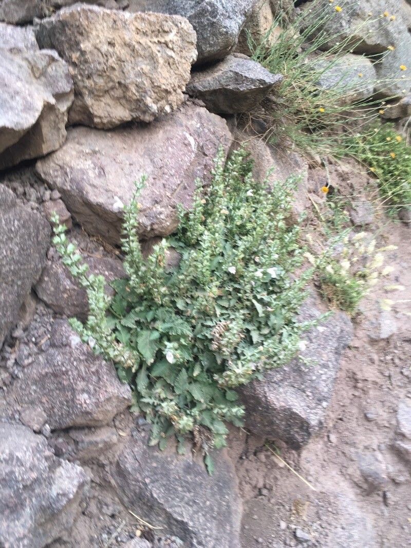 Salvia taraxacifolia habit