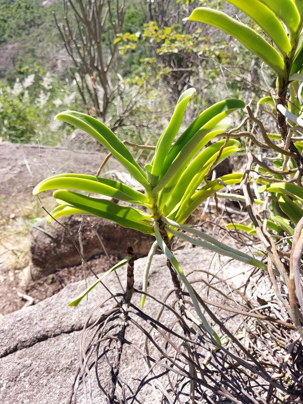 Angraecum humbertii — houseplant care guide