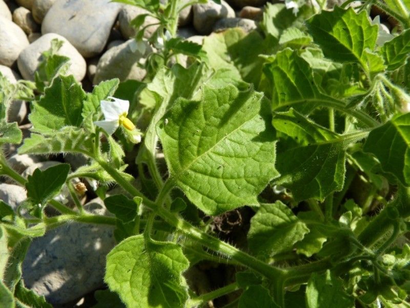 Solanum sarrachoides — search result for 'Solanum'