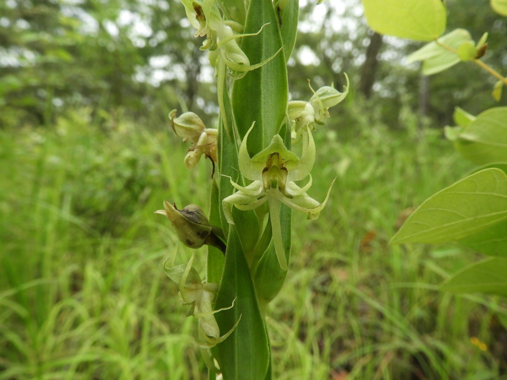 Habenaria njamnjamica — houseplant care guide