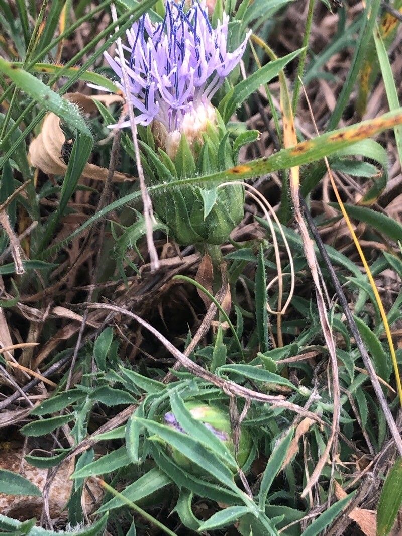 Carthamus mitissimus leaf