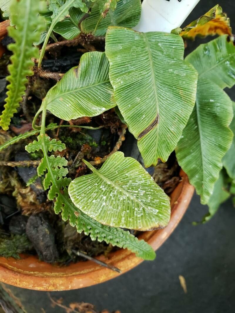 Davallia heterophylla — search result for 'Davallia'