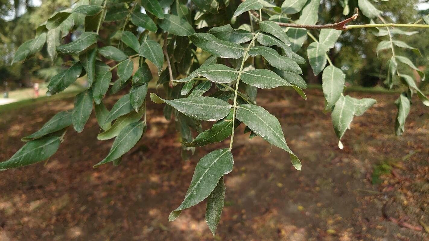 Kirkia acuminata — search result for 'Syringa'
