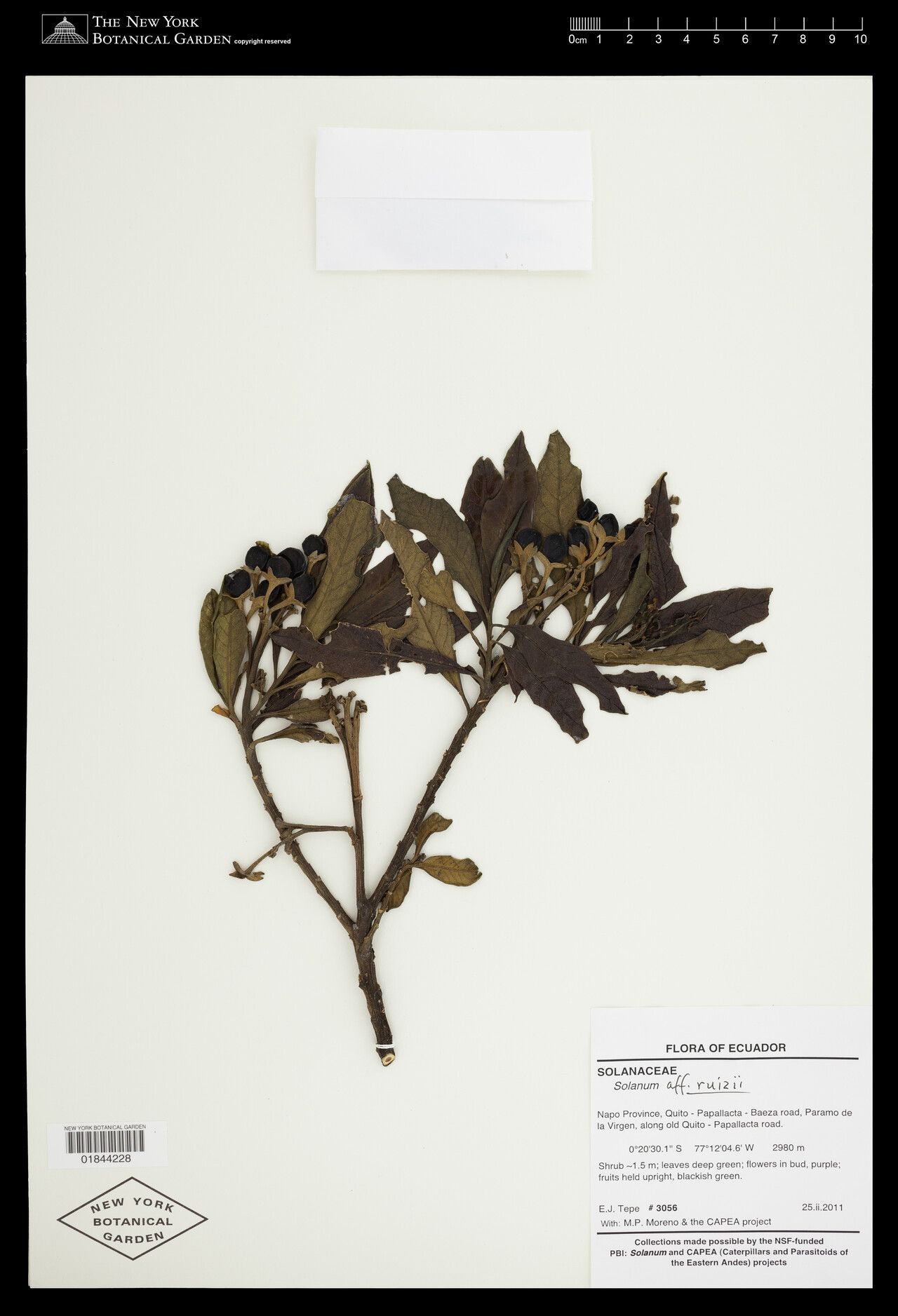 Solanum ruizii — houseplant care guide