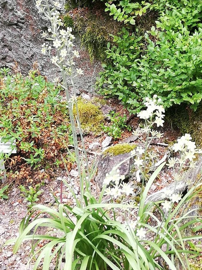 Anticlea elegans habit