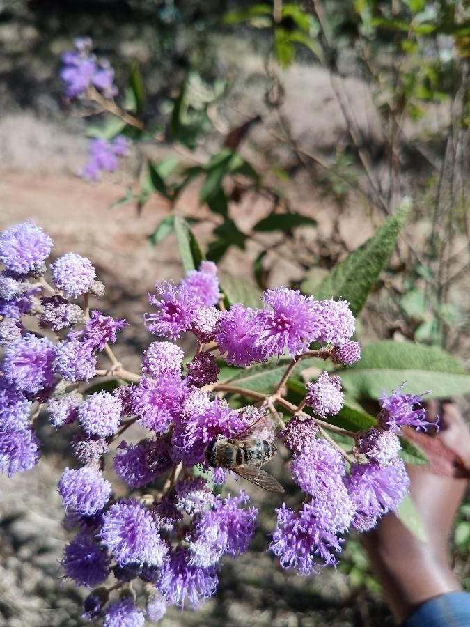 Vernonia leopoldi — houseplant care guide