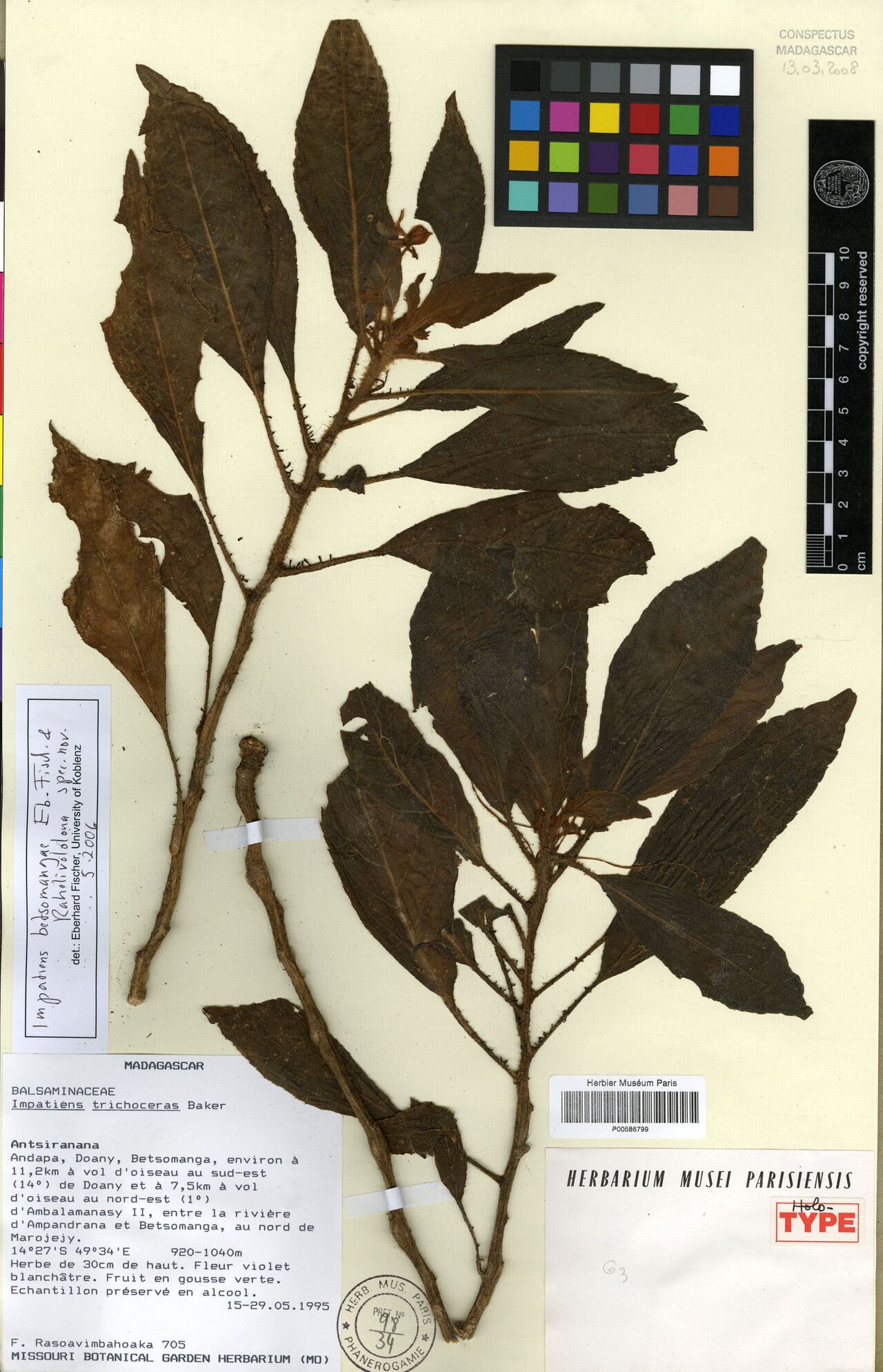 Impatiens betsomangae — houseplant care guide