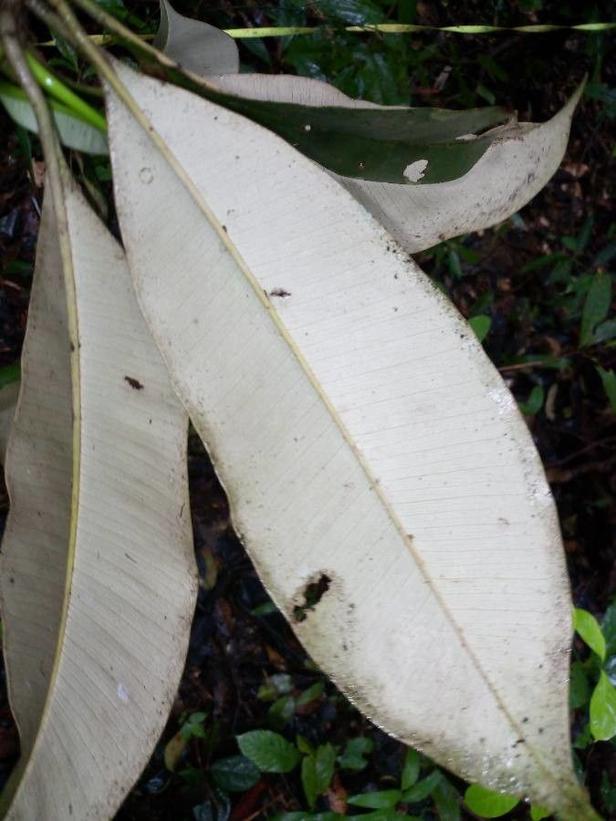 Manilkara huberi leaf